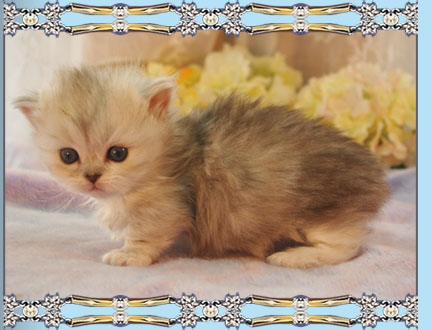 Picture of Napoleon Kittens for Sale at Little Frenchmen Napoleons Kitten Twiggy